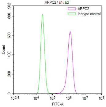 ARPC2 Antibody