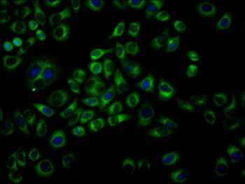 MAP1LC3A Antibody