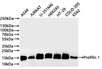 PFN1 Antibody