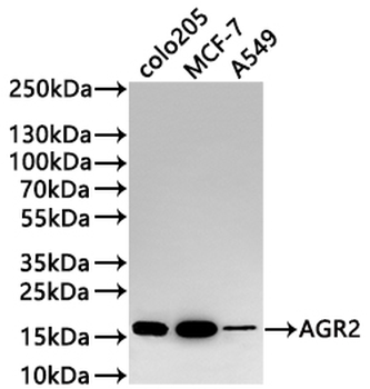 AGR2 Antibody