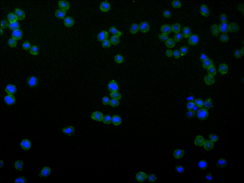 AGR2 Antibody