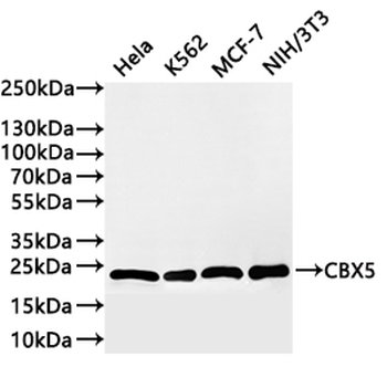 CBX5 Antibody