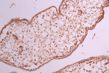 CBX5 Antibody