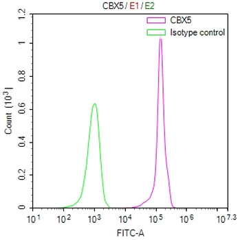 CBX5 Antibody