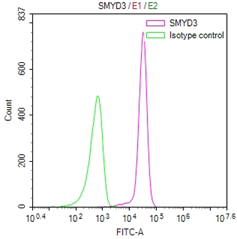 SMYD3 Antibody