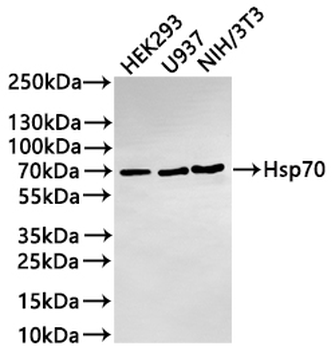 HSPA1A/HSPA1B Antibody