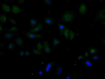 ARPC5 Antibody