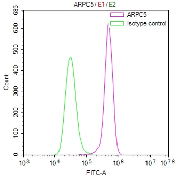 ARPC5 Antibody