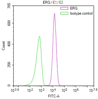 ERG Antibody