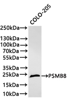 PSMB8 Antibody