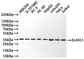 ELAVL1 Antibody