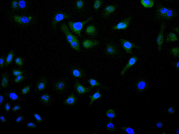 ELAVL1 Antibody