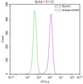 ELAVL1 Antibody