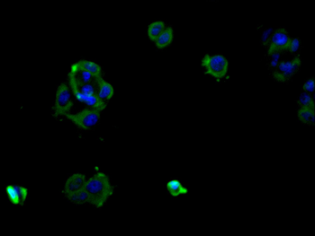 ZAP70 Antibody