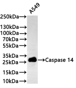 CASP14 Antibody