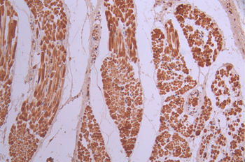 CASP14 Antibody
