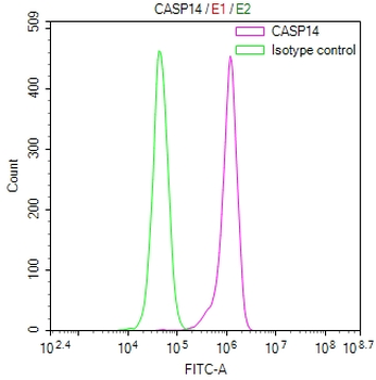 CASP14 Antibody