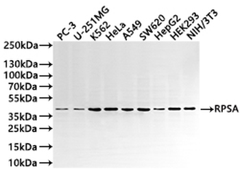 RPSA Antibody
