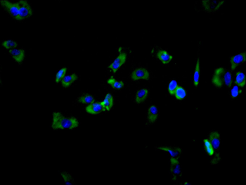 RPSA Antibody