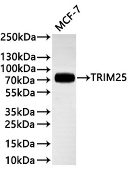 TRIM25 Antibody