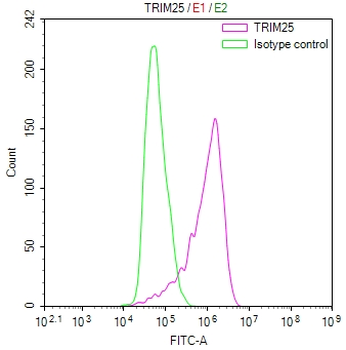 TRIM25 Antibody