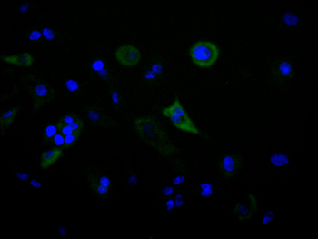 IRF5 Antibody