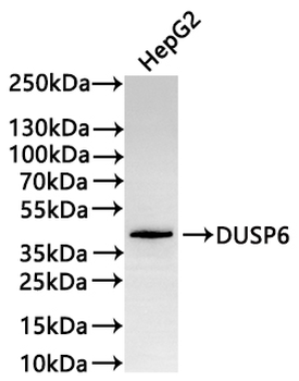 DUSP6 Antibody