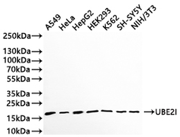 UBE2I Antibody