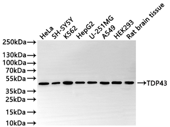 TARDBP Antibody