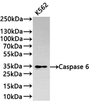 CASP6 Antibody