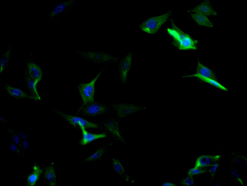CASP6 Antibody