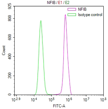 NFIB Antibody