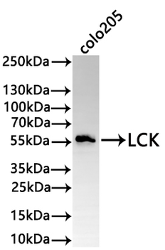 LCK Antibody
