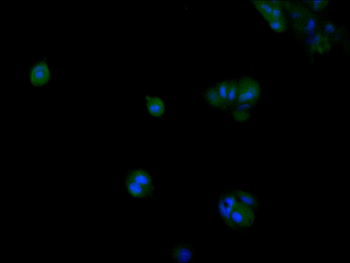 DUSP1 Antibody