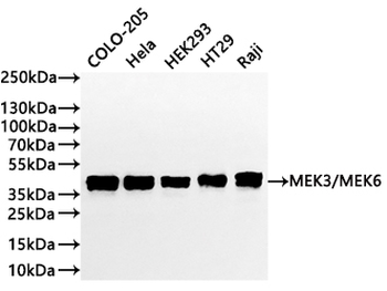 MAP2K6/MAP2K3 Antibody