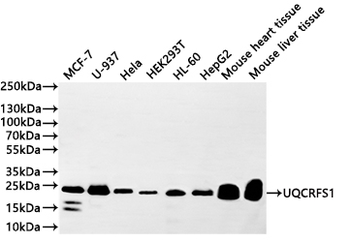 UQCRFS1 Antibody