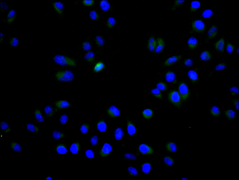 GAP43 Antibody