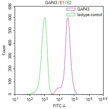 GAP43 Antibody