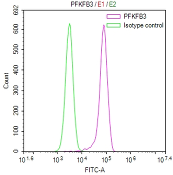 PFKFB3 Antibody