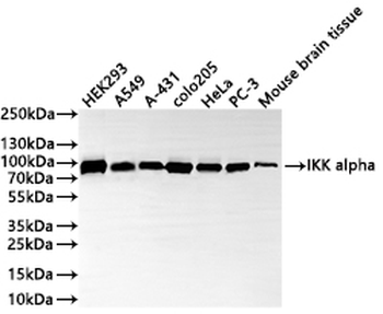 CHUK Antibody