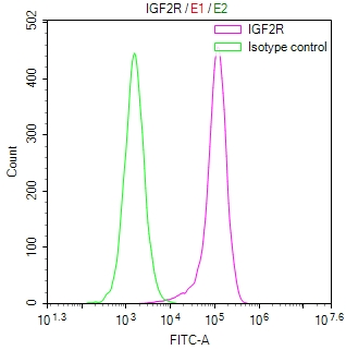 IGF2R Antibody