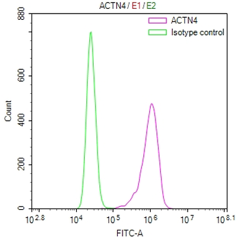 ACTN4 Antibody
