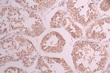 IRF1 Antibody