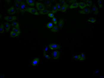 IRF1 Antibody