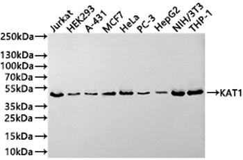 HAT1 Antibody