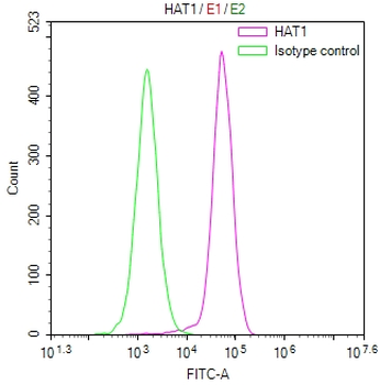 HAT1 Antibody