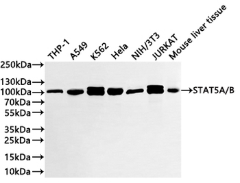 STAT5A/STAT5B Antibody