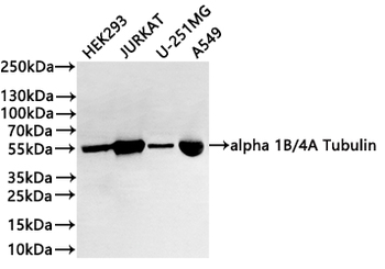 TUBA4A/TUBA1B Antibody