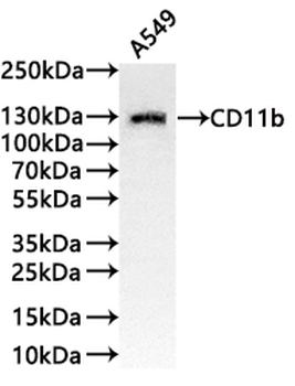 ITGAM Antibody