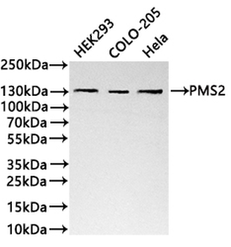PMS2 Antibody